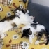 Bambam Özel Bir Çocuk fotoğraf
