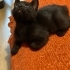 British shorthair annenin yavruları fotoğraf