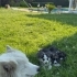 Samoyed Kırması fotoğraf