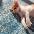 Annesiz sarman bebişlere acil yuva😢🧡🤍 fotoğraf