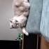 Uysal, cana yakın, kısır erkek kedi, çip devri yapılacak fotoğraf