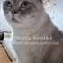 Uysal, cana yakın, kısır erkek kedi, çip devri yapılacak fotoğraf