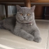 Yakışıklıyı sahiplendireceğiz fotoğraf