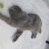 Minik Ponçik yuva arıyor fotoğraf