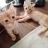 Sarman 2 aylık erkek kedi (3 sarman kedi) fotoğraf