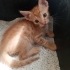 Sarman 2 aylık erkek kedi (3 sarman kedi) fotoğraf