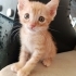 Sarman 2 aylık erkek kedi (3 sarman kedi) fotoğraf
