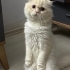 yakışıklı oğlumuz sütlaç 🥹 fotoğraf