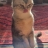 Akıllı Oğlum Boncuk fotoğraf