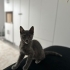 Sevgi dolu yuva arıyorlar fotoğraf
