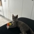 Sevgi dolu yuva arıyorlar fotoğraf