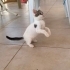 İnsan aşığı yavru kedi yuva arıyor fotoğraf