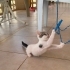 İnsan aşığı yavru kedi yuva arıyor fotoğraf