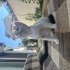 İnsan aşığı yavru kedi yuva arıyor fotoğraf