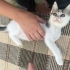 İnsan aşığı yavru kedi yuva arıyor fotoğraf