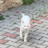 Ömürlük Yuva Aranıyor fotoğraf