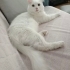 Paşa yuva arıyor fotoğraf