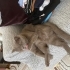 Ücretsiz Sahiplendirme British Shorthair fotoğraf