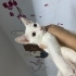 Leyla’ya Kalici Yuva Ariyoruz fotoğraf