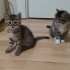 4 YENİ DOĞMUŞ KARDEŞE YUVA fotoğraf