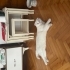 Uysal kedimize yuva arıyoruz fotoğraf