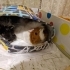 İki Dişi Uysal Guinea Pig (Kobay Faresi) fotoğraf