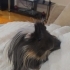 İki Dişi Uysal Guinea Pig (Kobay Faresi) fotoğraf