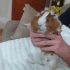 İki Dişi Uysal Guinea Pig (Kobay Faresi) fotoğraf