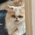 Güzel kızımız mia yı sahiplendiriyoruz fotoğraf