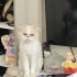 Güzel kızımız mia yı sahiplendiriyoruz fotoğraf