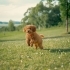 🎉ÜCRETSİZ SAHİPLENDİRME TOY POODLE YAVRULARI fotoğraf
