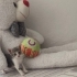 Annesi kardeşleri kayıp,yuva arıyor fotoğraf