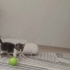 Annesi kardeşleri kayıp,yuva arıyor fotoğraf