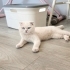 BÖYLE BİR GÜZELLİK NASIL SOKAĞA TERKEDİLİR??😿 fotoğraf
