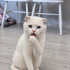 BÖYLE BİR GÜZELLİK NASIL SOKAĞA TERKEDİLİR??😿 fotoğraf