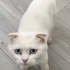 BÖYLE BİR GÜZELLİK NASIL SOKAĞA TERKEDİLİR??😿 fotoğraf