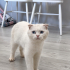 BÖYLE BİR GÜZELLİK NASIL SOKAĞA TERKEDİLİR??😿 fotoğraf