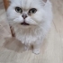 Akıllı uysal zeki fotoğraf