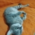 0532 202 91 32 BRITISH SHORTHAIR-RUSSIAN BLUE MELEZİ KISIR OĞLUM ROMEO fotoğraf