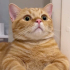 0532 202 91 32 BRITISH SHORTHAIR-SARMAN KIRMASI 1YAŞ KISIR ÇİPLİ OĞLUM EROS fotoğraf