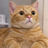 0532 202 91 32 BRITISH SHORTHAIR-SARMAN KIRMASI 1YAŞ KISIR ÇİPLİ OĞLUM EROS fotoğraf