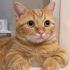 0532 202 91 32 BRITISH SHORTHAIR-SARMAN KIRMASI 1YAŞ KISIR ÇİPLİ OĞLUM EROS fotoğraf