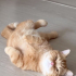 0532 202 91 32 BRITISH SHORTHAIR-SARMAN KIRMASI 1YAŞ KISIR ÇİPLİ OĞLUM EROS fotoğraf