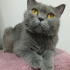 0534 216 08 72 BRITISHSHORTHAIR CİNSİ 9AYLIK KISIR KIZIM BELLA fotoğraf