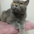 0534 216 08 72 BRITISHSHORTHAIR CİNSİ 9AYLIK KISIR KIZIM BELLA fotoğraf