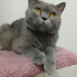 0534 216 08 72 BRITISHSHORTHAIR CİNSİ 9AYLIK KISIR KIZIM BELLA fotoğraf
