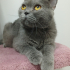 0534 216 08 72 BRITISHSHORTHAIR CİNSİ 9AYLIK KISIR KIZIM BELLA fotoğraf