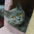 0534 216 08 72 BRITISHSHORTHAIR CİNSİ 9AYLIK KISIR KIZIM BELLA fotoğraf