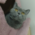 0534 216 08 72 BRITISHSHORTHAIR CİNSİ 9AYLIK KISIR KIZIM BELLA fotoğraf