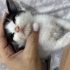 1 Aylık Kefir’e Ömürlük Yuva Arıyoruz! fotoğraf
